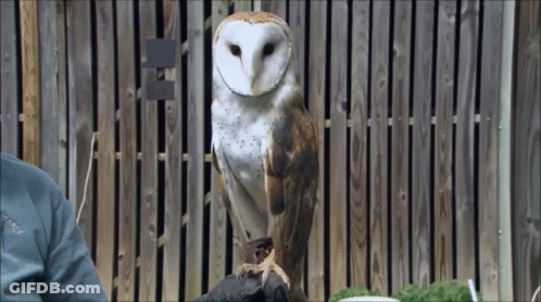 A Barn Owl Sitting On A Person 'S Arm Looking At The Camera GIF