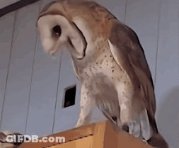 A Barn Owl Standing On A Wooden Box Looking Down GIF