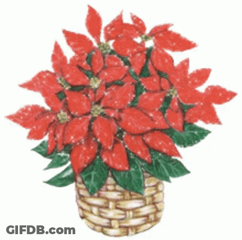 A Basket Filled With Red Poinsettia Flowers With Green Leaves GIF