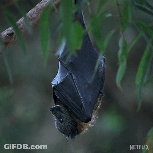 A Bat Hanging Upside Down From A Tree Branch With Netflix Written On The Bottom GIF