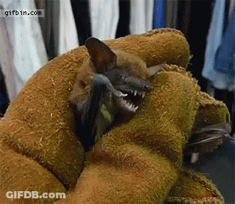 A Bat Is Being Held In A Glove With The Website Gifbin.com Visible GIF