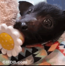 A Bat Is Eating A Stuffed Flower On A Bed . GIF