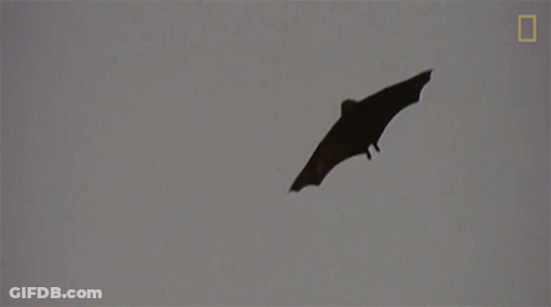 A Bat Is Flying In The Sky With A National Geographic Logo Behind It GIF