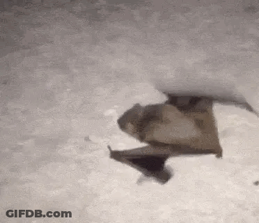 A Bat Is Flying Through The Air On A Gray Background . GIF