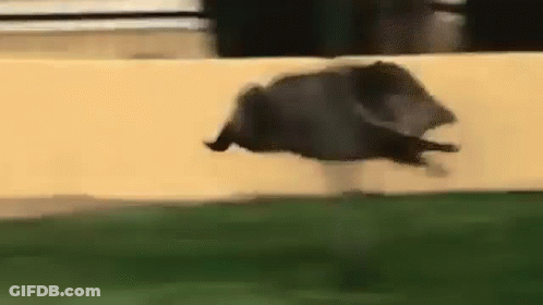 A Bat Is Flying Through The Air Over A Field . GIF
