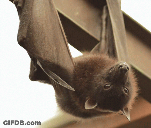 A Bat Is Hanging Upside Down From A Wooden Railing GIF