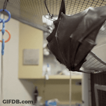 A Bat Is Hanging Upside Down In A Cage In A Kitchen GIF