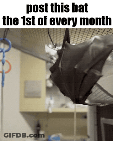A Bat Is Hanging Upside Down In A Cage With The Words Post This Bat The 1St Of Every Month . GIF
