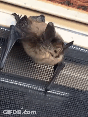 A Bat Is Hanging Upside Down On A Screen . GIF