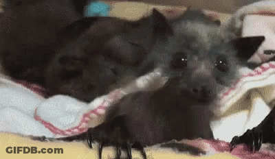 A Bat Is Laying On A Blanket On A Bed With A Spider . GIF
