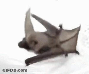 A Bat Is Laying On Its Back On A White Surface With Its Wings Spread . GIF