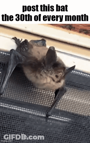 A Bat Is Sitting On A Fence With The Words Post This Bat The 30Th Of Every Month Written On It . GIF