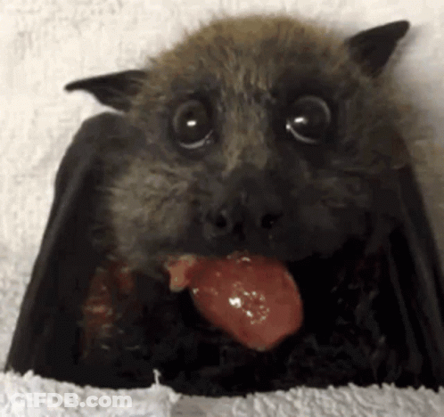 A Bat With Its Tongue Out Is Eating A Piece Of Meat . GIF