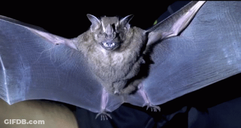 A Bat With Its Wings Outstretched Is Looking At The Camera GIF