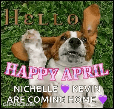 A Beagle Dog Is Laying In The Grass With Its Ears Up And Says `` Happy April '' . GIF