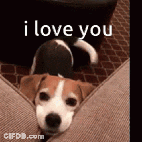 A Beagle Dog Is Laying On A Couch With The Words `` I Love You '' Written Above It . GIF