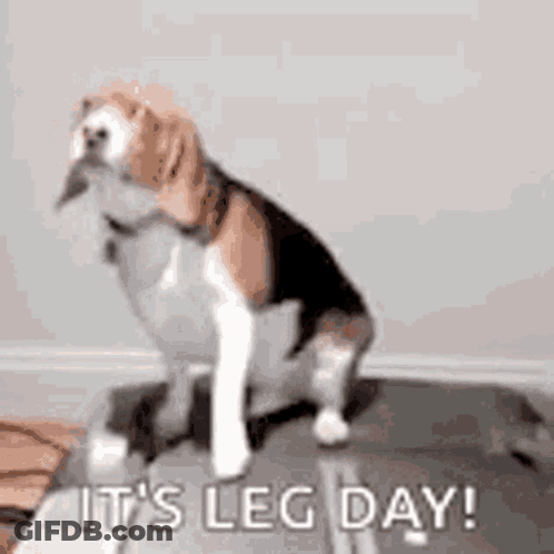 A Beagle Dog Is Sitting On A Yoga Mat With The Words `` It 'S Leg Day '' Written On It . GIF