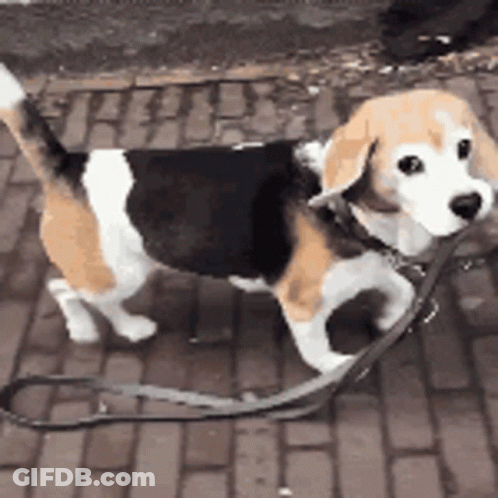 A Beagle Dog On A Leash Walking On A Brick Sidewalk GIF