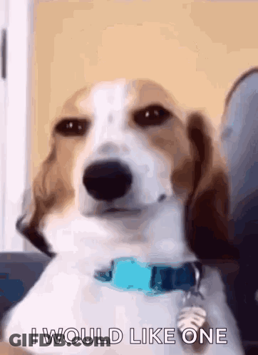 A Beagle Dog With A Blue Collar Is Sitting On A Couch . GIF