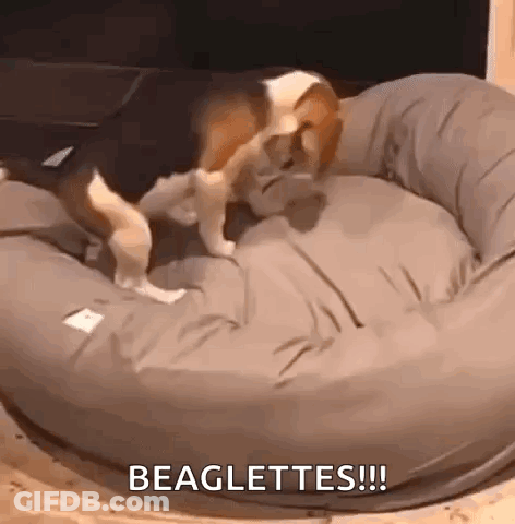 A Beagle Is Laying On A Dog Bed And Licking Its Paws . GIF