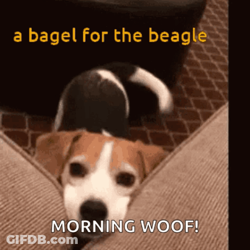 A Beagle Laying On A Couch With The Words " A Bagel For The Beagle Morning Woof " GIF