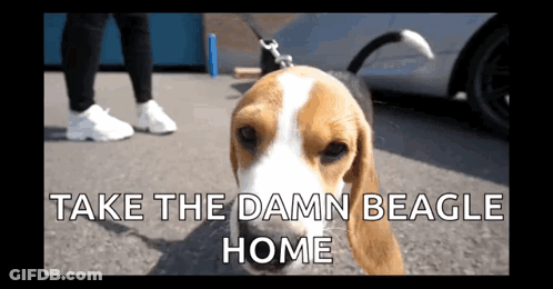 A Beagle On A Leash With The Words Take The Damn Beagle Home GIF