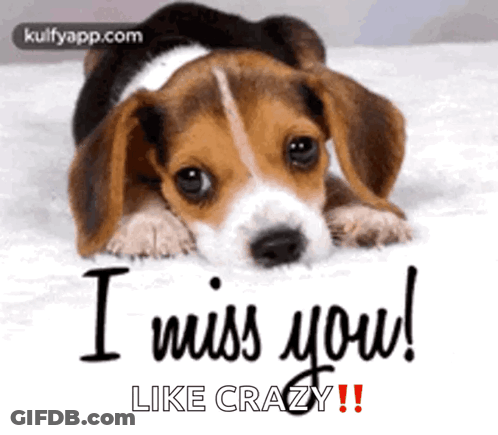 A Beagle Puppy Is Laying Down On A Bed And Says `` I Miss You Like Crazy '' . GIF