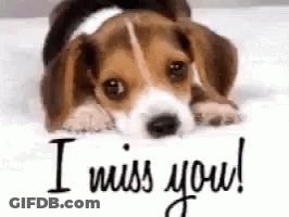 A Beagle Puppy Is Laying On A Bed Next To A Card That Says `` I Miss You '' . GIF
