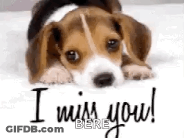 A Beagle Puppy Is Laying On A Bed With The Words `` I Miss You ! '' Written On It . GIF