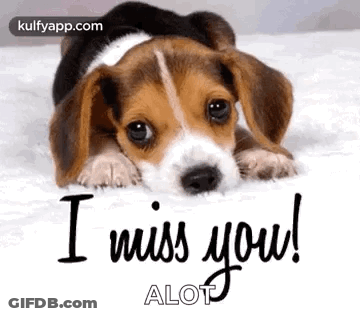 A Beagle Puppy Is Laying On A Bed With The Words `` I Miss You '' Written On It . GIF