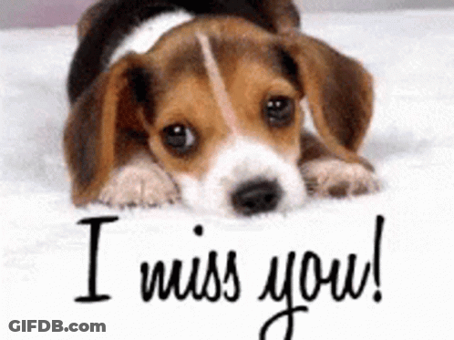 A Beagle Puppy Is Laying On A Bed With The Words I Miss You Written On The Bottom GIF