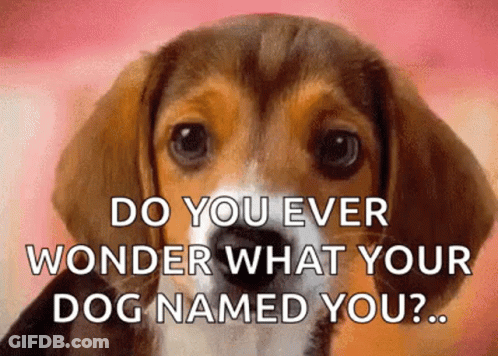 A Beagle Puppy Is Looking At The Camera With The Words Do You Ever Wonder What Your Dog Named You . GIF