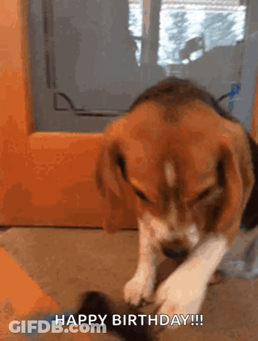 A Beagle Puppy Is Playing With A Cat And Says " Happy Birthday " GIF