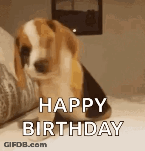 A Beagle Puppy Is Sitting On A Bed And Says Happy Birthday . GIF