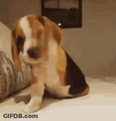 A Beagle Puppy Is Sitting On A Bed Next To A Couch . GIF