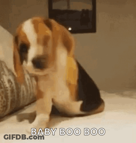 A Beagle Puppy Is Sitting On A Bed With The Words `` Baby Boo Boo '' Written On It . GIF