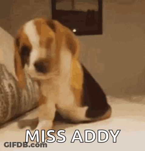 A Beagle Puppy Is Sitting On A Bed With The Words Miss Addy Written On It . GIF