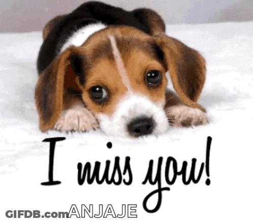 A Beagle Puppy Laying On A Bed With The Words I Miss You Written Below It GIF