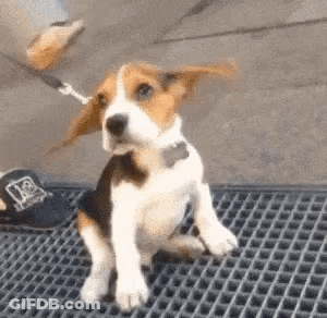 A Beagle Puppy On A Leash Is Sitting On A Mat . GIF