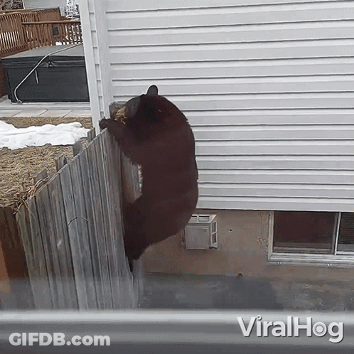 A Bear Climbs A Wooden Fence In Front Of A House With The Words Viralhog On The Bottom Right GIF
