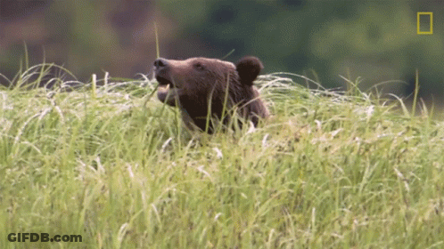 A Bear Eating Grass In A Field With A National Geographic Logo In The Background GIF