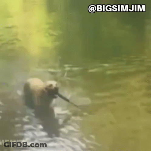 A Bear Is Holding A Stick In Its Mouth While Walking Through A River . GIF