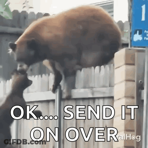 A Bear Is Jumping Over A Fence With The Words " Ok Send It On Over " Below It GIF