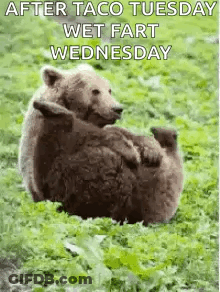 A Bear Is Laying On Its Back In The Grass With A Caption That Says `` After Taco Tuesday Wet Fart Wednesday '' . GIF