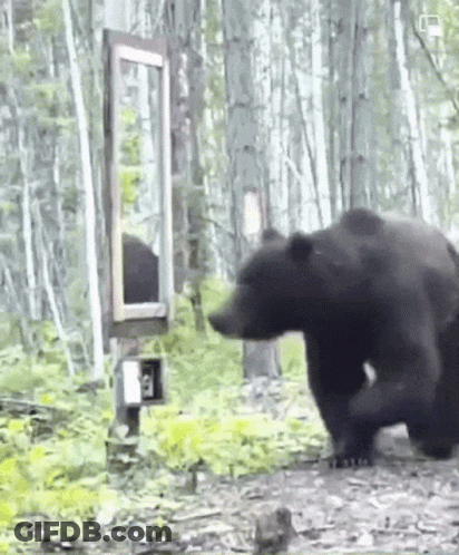 A Bear Is Looking At Its Reflection In A Mirror In The Woods GIF