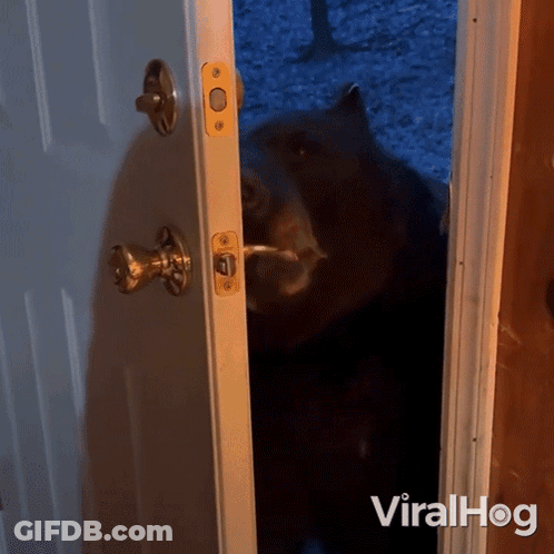 A Bear Is Standing In A Doorway With The Words Viralhog Written On The Bottom GIF