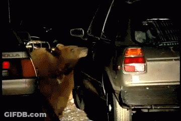 A Bear Is Standing Next To A Car With The Word Toyota On It GIF