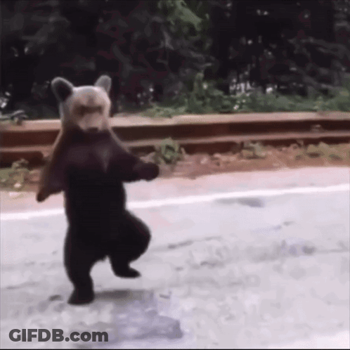 A Bear Is Standing On Its Hind Legs On A Road GIF