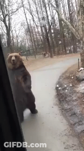 A Bear Is Standing On Its Hind Legs On The Side Of A Road In The Woods . GIF