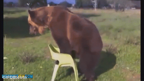 A Bear Sits On A Chair In A Field With The Website Distractify.com On The Bottom GIF